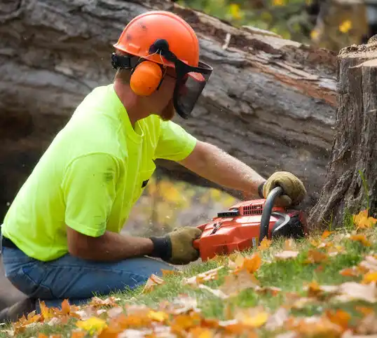 tree services Cold Spring Harbor